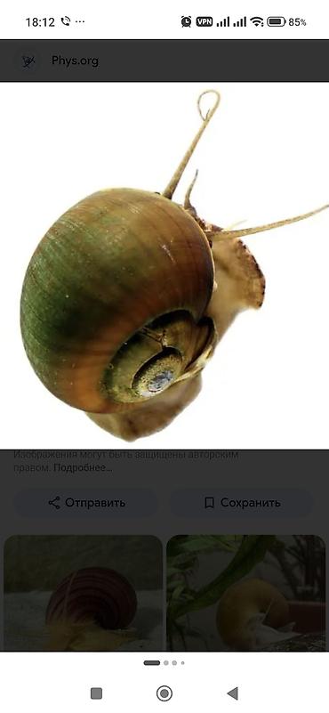 Балыктар: Аквариумная улитка (пресноводная) - Вид: крупная — 1