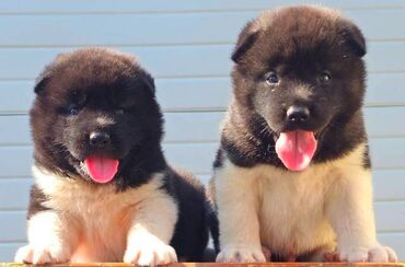 psi american bully: Američka Akita, novo leglo Odgajivacnica TOP WINNER PUPPY sa ponosom