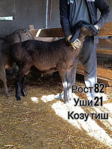 Баран, овца: Продаю | Баран (самец) | Для разведения | Племенные — 5