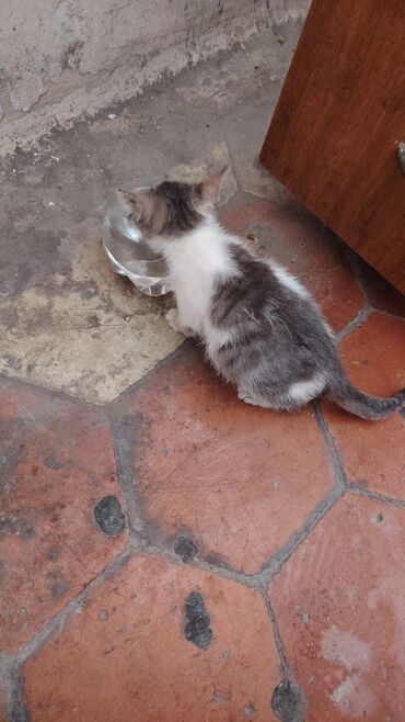 Pişiklər: Yaxşı əllərə — 9