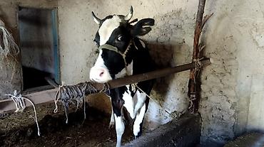 Животные: Продаю | Корова (самка) | Голштин | Для молока | Привязанные — 3