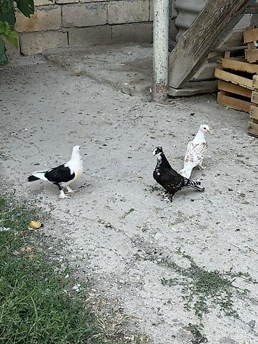 at satisi qiymetleri: 3 dene hünkari satilir ciddi alıcılar yazsın — 2