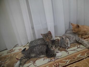 Gəmiricilər: Britan, Erkək, Dişi, Yaxşı əllərə, Ünvandan götürmə, Ödənişli çatdırılma