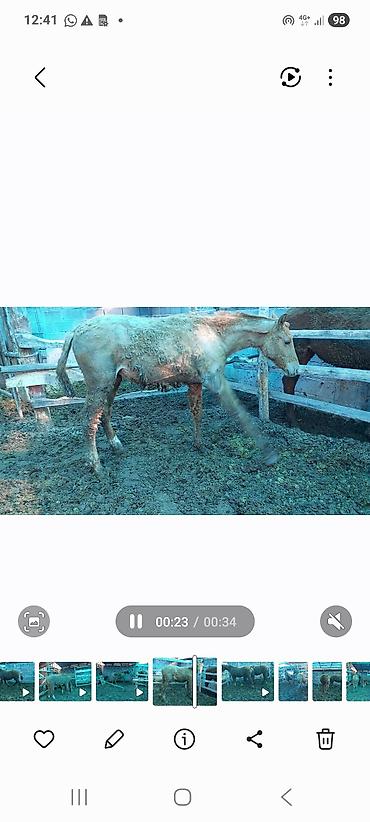 Лошади, кони: Продаю | Жеребенок | Дончак | Для разведения | Племенные — 18