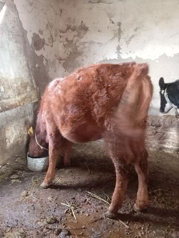 Dana, buzov: Dana, buzov, Dişi, ay: 9, 250 kq, Damazlıq, Ünvandan götürmə — 3