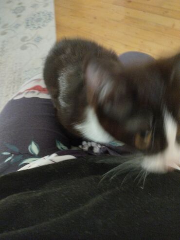 Pişiklər: Yaxşı əllərə — 4