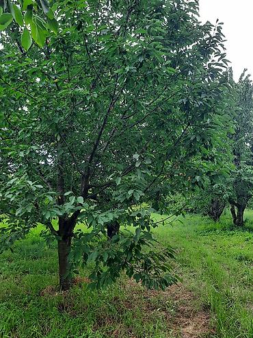 otaq bitkiləri: Quba rayonu İqriq kəndində Təcili olaraq 36 sot, baxımlı və məhsuldar — 10