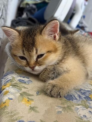 Pişiklər: Şinşilla, Erkək — 6