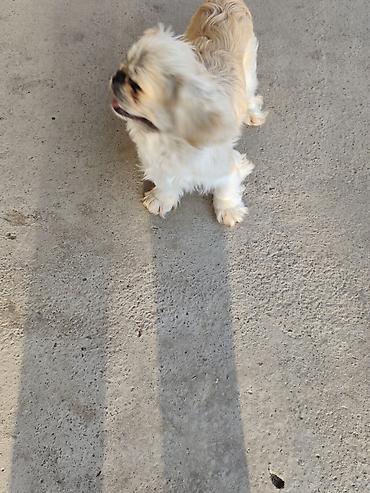 İtlər: Pekines, 1 il, Erkek — 2