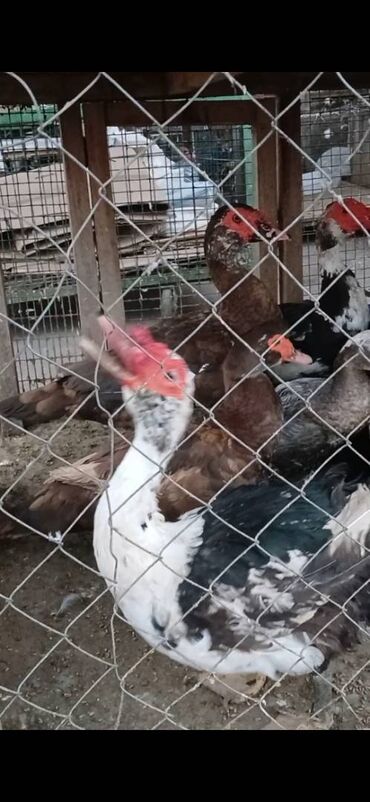 Akvariumlar: Zumrud krasnadar lavanda macar lal ordekler təmiz Qan çekili mallardi
