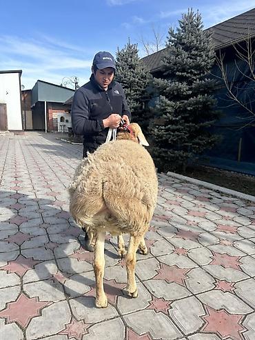 Баран, овца: Продаю | Баран (самец) | Для разведения | Племенные — 9