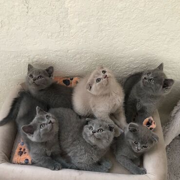 Pişiklər: Britan yastı qulaq, Erkək, Dişi, Yaxşı əllərə, Ünvandan götürmə, Pulsuz çatdırılma, Ödənişli çatdırılma — 4