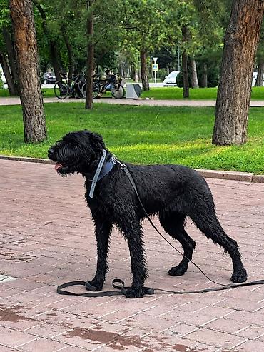 ротвейлер сколько стоит: 1 год, Самка, С прививкой, С родословной — 5