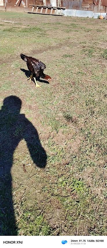 bildircin ne kadar: Heyratı becələr satılır ferqli qiymetlere 5 aylıq 4 aylıq — 1