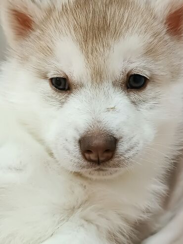 Продажа собак: Племенные щенки хаски с родословной — Kyrgyz Kennel Club. Дата — 10