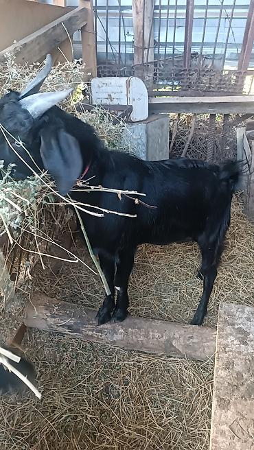 Продам с/х животных: Продаю | Коза (самка), Козёл (самец) | Зааненская, Битал — 5
