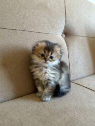 русская голубая кошка баку: Britan yastı qulaq, Dişi