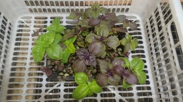 Здоровое питание: Продается вкусная красивая и очень полезная микрозелень в большом — 17