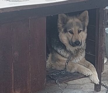 İtlər: Alman çoban iti, 2 il, Dişi, Ünvandan götürmə