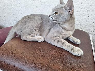 Yaxşı əllərə