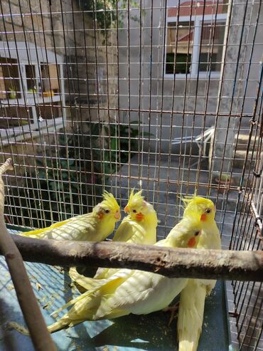 Tutuquşları: Korella 40-70 azn əl quslari bala hazir quslar tutuqusu quslar papuqay — 15