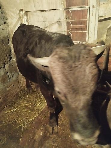 Коровы, быки: Продаю | Бык (самец) | На откорм | Привязанные — 4