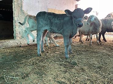 Коровы, быки: Продаю | Музоо, торпок | На откорм | Племенные — 12