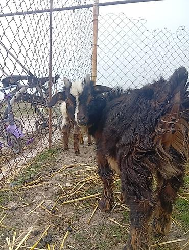 halep kecisi satilir: Qoyun-keçi təsərrüfatı üçün ana keçi sürüsü - Cins: yerli dağ/bozkeçi — 5
