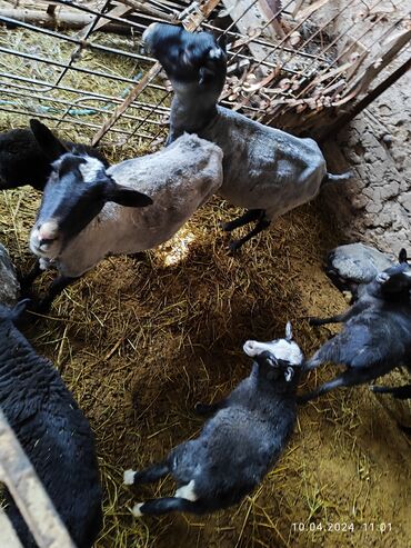 Бараны, овцы: Продаю | Овца (самка), Ягненок, Баран (самец) | Романовская | Для разведения, Для шерсти | Котные, Матка, Ягнившаяся