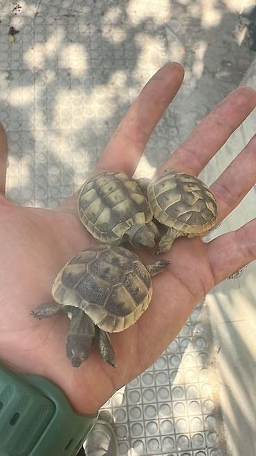 keci heyvan: Məhsul: Kiçik quru tısbağalar Təsvir: - Kiçik ölçülü quru tısbağalar — 1