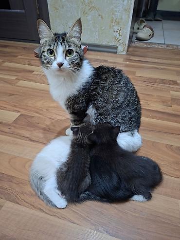 Мышыктар: Котята домашние, разного окраса: - Полосато-белый котёнок с короткими — 9