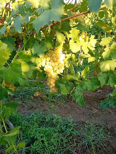 Meyvə və giləmeyvə: Məhsul: Qırmızı/çəhrayı süfrə üzümü (salxım) - Böyük, sıx salxımlar; — 6