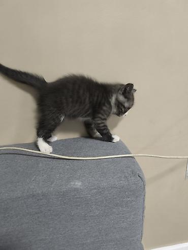 кошка скотиш: Скотиш Страйт (Шотландская прямоухая), 2 месяца, Мальчик, Биколор — 2