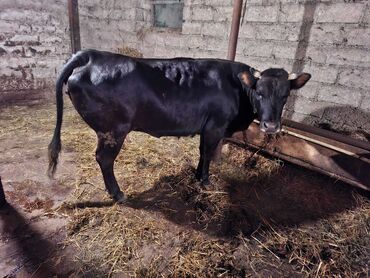 Inəklər, öküzlər: Dişi, il: 2, Südlük