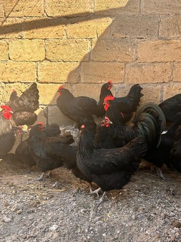 balaca danalar: Toyuq, Australorp, Damazlıq, Ünvandan götürmə