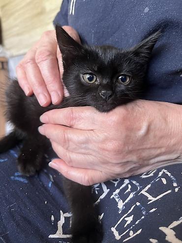Мышыктар: Котята, домашние, ручные. - Окрас: один угольно‑чёрный, двое — 5