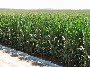 сена рез: Кукуруза 🌽 на силос 30 гектаров цена договорная