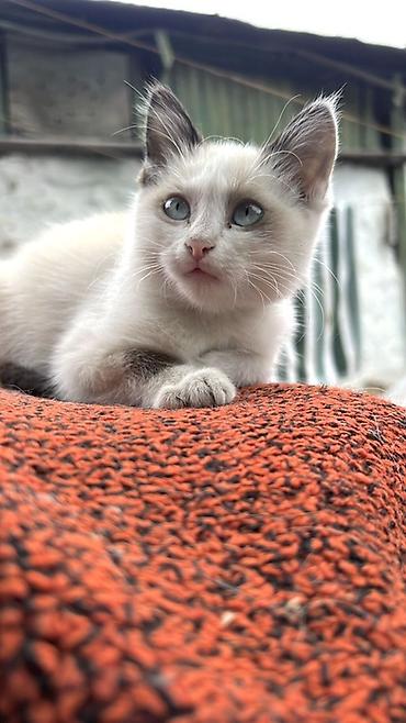 Продажа кошек: 🐾 Отдам котят в добрые руки совершенно бесплатно! Ищем любящую семью — 1