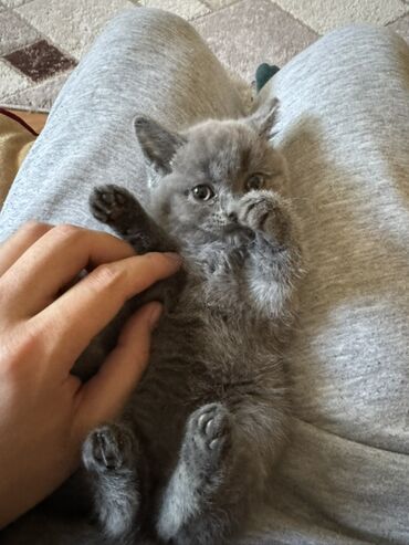 домики для котят: Скотиш Страйт (Шотландиялык тик кулактуу), 2 айлык, Эркек, Боз, Лотокко барууга үйрөтүлгөн