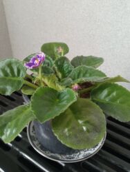 zefir bitkisi: Bənövşə (Afrika bənövşəsi) – bənövşəyi çiçəkli, xırda dalğalı ləçəklər