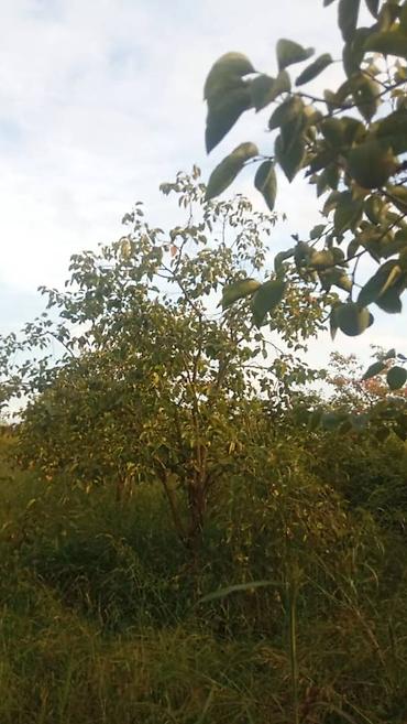 mingecevirde torpaq satisi: 263 sot, Kənd təsərrüfatı, Mülkiyyətçi, Kupça (Çıxarış) — 7