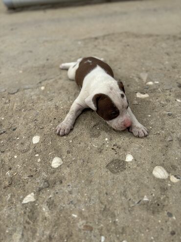 ineklerin satisi: Pitbul, 1 ay, Erkek, Peyvəndli, Ünvandan götürmə, Ödənişli çatdırılma