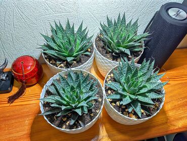 bitki toxumlari: Aloe Aristata. Hazır dibçəkdə