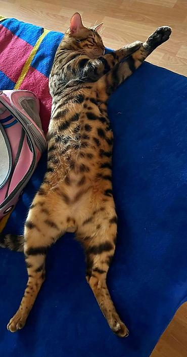 Pişiklər: Benqal, Erkək — 3