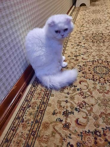 Кошки: Шотландская вислоухая, Самец — 2
