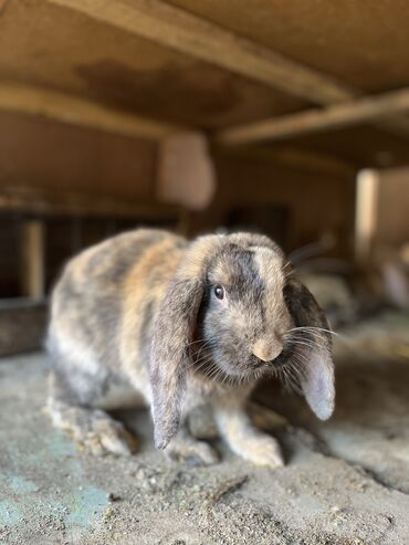 кролик рекс: Продаю | Крольчиха (самка), Кролик самец, Крольчата | Французский баран | На забой, Для разведения | Племенные
