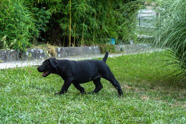 Psi: Sa ponosom predstavljamo vrhunske štence rase Južnoafrički mastif – — 11