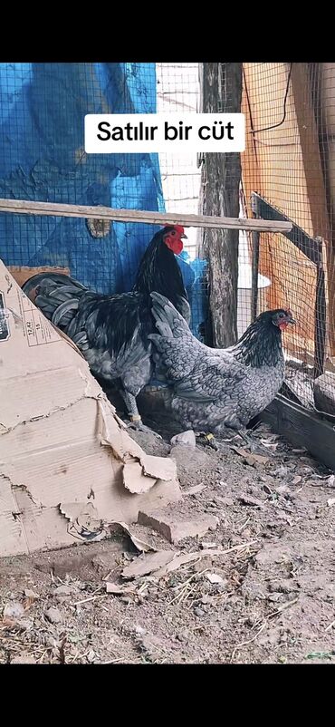 Gəmiricilər: Kül afstrolop cavan dı 1 cütdü