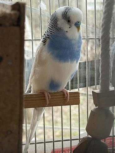 Зоотовары: Срочно!! Продаются попугаи,вместе с клеткой и другими предметамии — 6