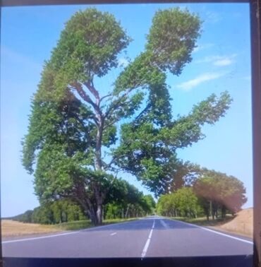 купить картины в бишкеке: Авторская фотопечать “Дерево над шоссе” - Сюжет: живописная аллея и